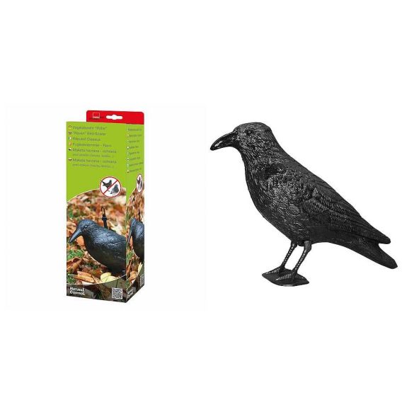 Galambriasztó holló