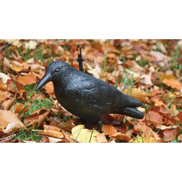 Galambriasztó holló