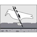 Galambriasztó holló