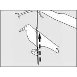 Galambriasztó holló